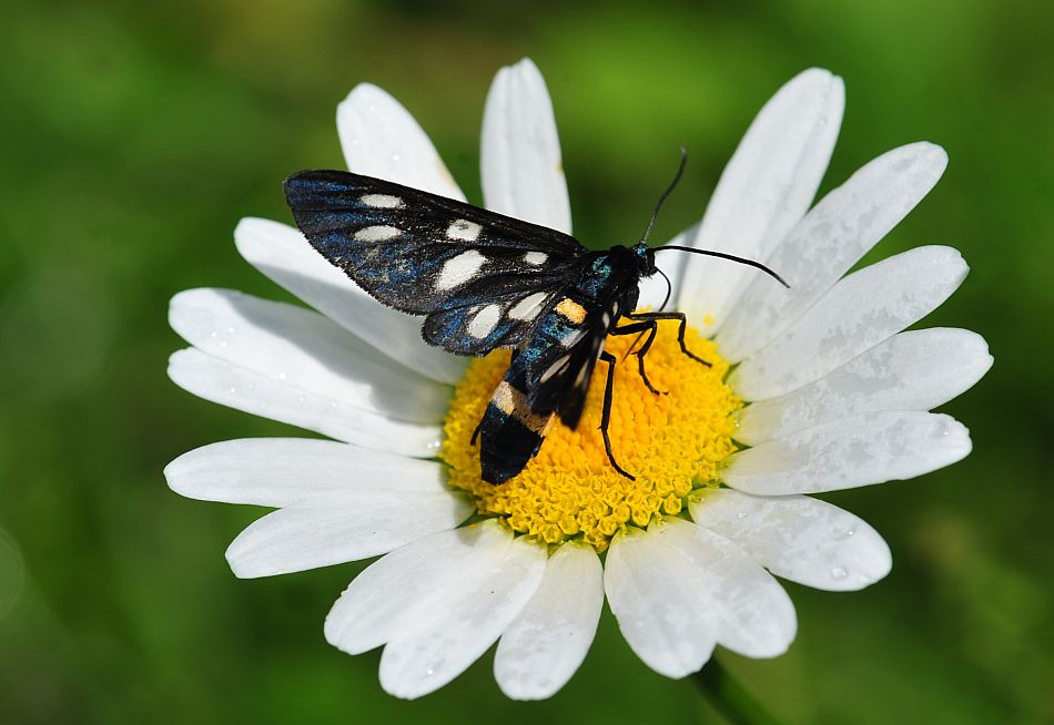 La vita in un fiore: terza parte